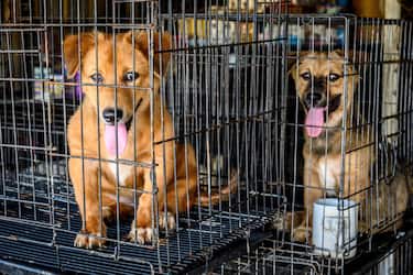 Dogs who have just arrived wait in cages before being introduced to the general population at Auntie Ju's shelter for stray dogs on the outskirts of Bangkok on April 6, 2020, where some 1,500 canines rescued from the streets around the Thai capital are being housed. - Donations of food and money have dramatically decreased since the outbreak of the COVID-19 coronavirus pandemic, leaving the some 1,500 dogs being housed in the shelter with little food to survive on. (Photo by Mladen ANTONOV / AFP) / To go with THAILAND-VIRUS-ANIMAL-DOGS,PHOTOESSAY (Photo by MLADEN ANTONOV/AFP via Getty Images)
