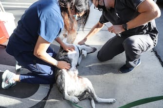 MISSION VIEJO, CA - JUNE 23: Veterinary technicians pet a dog after it was vaccinated outside the vehicle at a drive-through pet vaccine clinic at Mission Viejo Animal Services Center amid the COVID-19 pandemic on June 23, 2020 in Mission Viejo, California. The vaccine clinic is usually conducted by walk-in but was held as a drive-through for safety reasons as the spread of the coronavirus continues. Some dogs were vaccinated inside their owner's vehicles while other dogs and cats received their vaccines outside the car.  (Photo by Mario Tama/Getty Images)