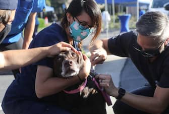 MISSION VIEJO, CA - JUNE 23: Veterinary technicians vaccinate a dog outside the vehicle at a drive-through pet vaccine clinic at Mission Viejo Animal Services Center amid the COVID-19 pandemic on June 23, 2020 in Mission Viejo, California. The vaccine clinic is usually conducted by walk-in but was held as a drive-through for safety reasons as the spread of the coronavirus continues. Some dogs were vaccinated inside their owner's vehicles while other dogs and cats received their vaccines outside the car.  (Photo by Mario Tama/Getty Images)