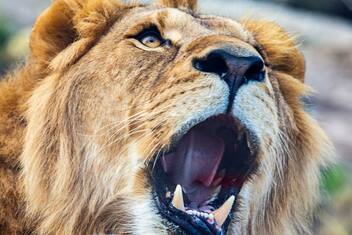 Sos Leoni, il progetto big cats del Wwf per salvare i grandi felini
