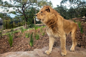 SYDNEY, AUSTRALIA - JUNE 28: A lion is seen during the opening of the African Savannah precinct at Taronga Zoo on June 28, 2020 in Sydney, Australia. The new African Savannah precinct features roaming lions, fennec foxes, meerkats, giraffe and zebra. It is the first time lions have been on display at Taronga Zoo since 2015. (Photo by Jenny Evans/Getty Images)