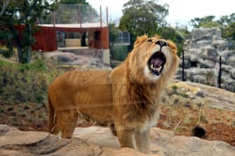 SYDNEY, AUSTRALIA - JUNE 28: A lion is seen roaming inside its enclosure during the opening of African Savannah precinct at Taronga Zoo on June 28, 2020 in Sydney, Australia. The new African Savannah precinct features roaming lions, fennec foxes, meerkats, giraffe and zebra. It is the first time lions have been on display at Taronga Zoo since 2015. (Photo by Don Arnold/WireImage)