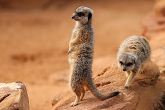 SYDNEY, AUSTRALIA - JUNE 28: Meerkats are seen during the opening of African Savannah precinct at Taronga Zoo on June 28, 2020 in Sydney, Australia. The new African Savannah precinct features roaming lions, fennec foxes, meerkats, giraffe and zebra. It is the first time lions have been on display at Taronga Zoo since 2015. (Photo by Don Arnold/WireImage)