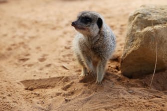 SYDNEY, AUSTRALIA - JUNE 28: A meerkat is seen during the opening of African Savannah precinct at Taronga Zoo on June 28, 2020 in Sydney, Australia. The new African Savannah precinct features roaming lions, fennec foxes, meerkats, giraffe and zebra. It is the first time lions have been on display at Taronga Zoo since 2015. (Photo by Don Arnold/WireImage)