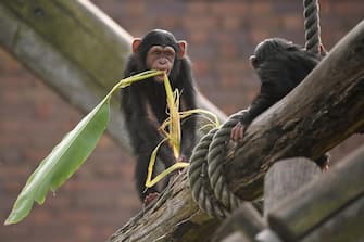epa08513400 Chimpanzees in an enclosure during the official opening of the African Savannah Precinct at Taronga Zoo in Sydney, Australia, 28 June 2020.  EPA/JOEL CARRETT AUSTRALIA AND NEW ZEALAND OUT