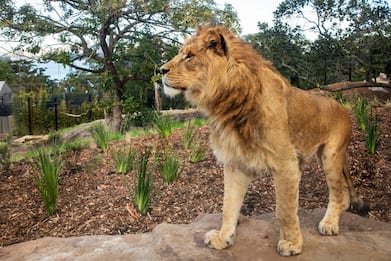 Allo zoo di Sydney un settore dedicato alla savana: tornano i leoni