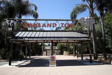 Coronavirus, lo zoo di Oakland rischia la bancarotta FOTO