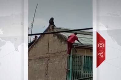Kenya, uomo insegue babbuino e cade dal tetto. VIDEO