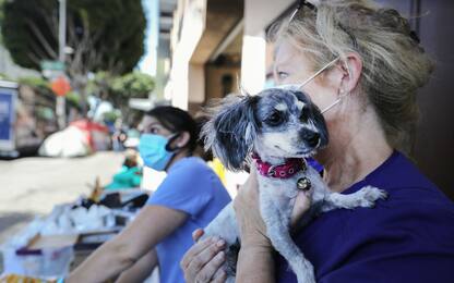 Coronavirus California, veterinari curano gli animali dei senzatetto