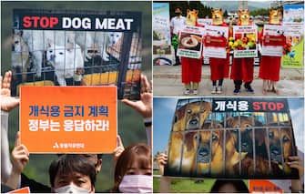 Proteste contro carne cane Corea