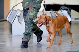 epa08564120 A Coronavirus sniffer dog during a training session at the School for Service Dogs of the Bundeswehr in Ulmen near Koblenz, Germany, 24 July 2020. In the German Bundeswehr Graefin-von-Maltzan barracks in Ulmen, service dogs are being trained as sniffer dogs for the coronavirus Covid-19.  EPA/RONALD WITTEK