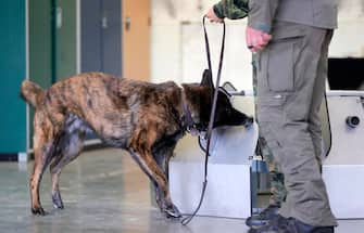 epa08564121 A Coronavirus sniffer dog during a training session at the School for Service Dogs of the Bundeswehr in Ulmen near Koblenz, Germany, 24 July 2020. In the German Bundeswehr Graefin-von-Maltzan barracks in Ulmen, service dogs are being trained as sniffer dogs for the coronavirus Covid-19.  EPA/RONALD WITTEK