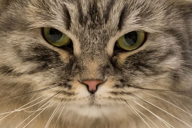 Coronavirus Uk, gatto domestico positivo al Covid-19: è il primo caso