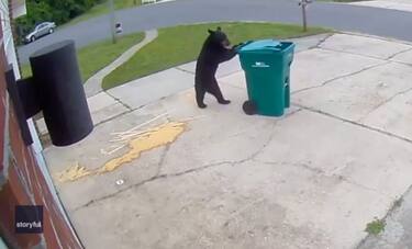 Florida, orso sposta bidone spazzatura prima di rovistarci. VIDEO