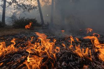 CHERRY VALLEY, CA - AUGUST 01: Flames creep through a forest understory at the Apple Fire as an excessive heat warning continues on August 1, 2020 in Cherry Valley, California. The fire began shortly before 5 p.m. the previous evening, threatening a large number of homes overnight and forcing thousands to flee before exploding to 12,000 acres this afternoon, mostly climbing the steep wilderness slopes of the San Bernardino Mountains.  (Photo by David McNew/Getty Images)