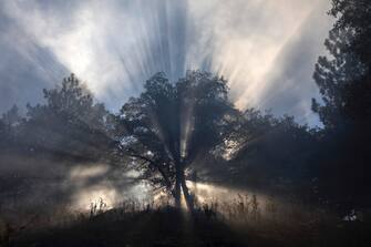 CHERRY VALLEY, CA - AUGUST 01: Sun rays filters through a smoky forest at the Apple Fire as an excessive heat warning continues on August 1, 2020 in Cherry Valley, California. The fire began shortly before 5 p.m. the previous evening, threatening a large number of homes overnight and forcing thousands to flee before exploding to 12,000 acres this afternoon, mostly climbing the steep wilderness slopes of the San Bernardino Mountains.  (Photo by David McNew/Getty Images)