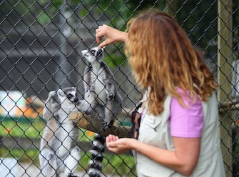 MANORVILLE, NEW YORK - JULY 08: Long Island Game Farm owner Melinda Novak feeds a pair of ring-tailed lemurs as the zoo re-opens to the public on July 08, 2020 in Manorville, New York. The Long Island region enters Phase 4 of New York State's re-opening plan during the coronavirus pandemic, as low-risk indoor and outdoor arts and entertainment venues are now allowed to start admitting guests. (Photo by Bruce Bennett/Getty Images)
