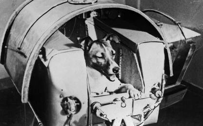 63 anni fa la cagnetta Laika veniva spedita nello spazio