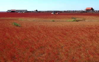 153133312 This picture taken on September 30, 2012 shows the Red beach scenic area in Panjin, northeast China's Liaoning province. The beach gets its name from its appearance, which is caused by a type of sea weed that flourishes in the saline-alkali soil. CHINA OUT AFP PHOTO (Photo credit should read AFP/AFP/GettyImages)
