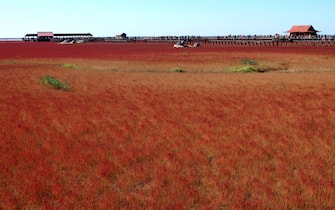 This picture taken on September 30, 2012 shows the Red beach scenic area in Panjin, northeast China's Liaoning province. The beach gets its name from its appearance, which is caused by a type of sea weed that flourishes in the saline-alkali soil.  CHINA OUT     AFP PHOTO        (Photo credit should read AFP/AFP/GettyImages)