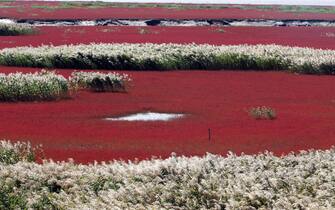 This picture taken on September 30, 2012 shows the Red beach scenic area in Panjin, northeast China's Liaoning province. The beach gets its name from its appearance, which is caused by a type of sea weed that flourishes in the saline-alkali soil.  CHINA OUT     AFP PHOTO        (Photo credit should read AFP/AFP/GettyImages)