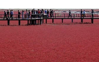 This picture taken on September 30, 2012 shows visitors at the Red beach scenic area in Panjin, northeast China's Liaoning province. The beach gets its name from its appearance, which is caused by a type of seaweed that flourishes in the saline-alkali soil.  CHINA OUT     AFP PHOTO        (Photo credit should read AFP/AFP/GettyImages)