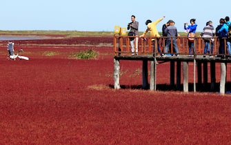 This picture taken on September 30, 2012 shows visitors at the Red beach scenic area in Panjin, northeast China's Liaoning province. The beach gets its name from its appearance, which is caused by a type of seaweed that flourishes in the saline-alkali soil.  CHINA OUT     AFP PHOTO        (Photo credit should read AFP/AFP/GettyImages)