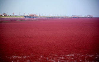 Panjin, CHINA-September 26 2016: (EDITORIAL USE ONLY. CHINA OUT) The red beach starts turning red in Panjin, northeast China¡¯s Liaoning, September 26, 2016. The red beach isn¡¯t covered in sand, instead, it¡¯s covered by a type of sea weed. As autumn comes, the red beach embraces its most beautiful period for visiting, turning vividly red.  (Photo by ) *** Please Use Credit from Credit Field *** (Sipa Asia / IPA/Fotogramma, Panjin - 2016-09-27) p.s. la foto e' utilizzabile nel rispetto del contesto in cui e' stata scattata, e senza intento diffamatorio del decoro delle persone rappresentate