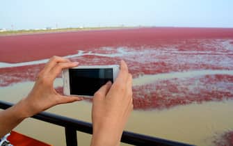 Panjin, CHINA-September 26 2016:?(EDITORIAL?USE?ONLY.?CHINA?OUT) Visitors flock to the red beach in Panjin, northeast China¡¯s Liaoning, September 26, 2016. The red beach isn¡¯t covered in sand, instead, it¡¯s covered by a type of sea weed. As autumn comes, the red beach embraces its most beautiful period for visiting, turning vividly red.  (Photo by ) *** Please Use Credit from Credit Field *** (Sipa Asia / IPA/Fotogramma, Panjin - 2016-09-27) p.s. la foto e' utilizzabile nel rispetto del contesto in cui e' stata scattata, e senza intento diffamatorio del decoro delle persone rappresentate