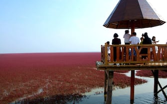 Panjin, CHINA-September 26 2016:?(EDITORIAL?USE?ONLY.?CHINA?OUT) Visitors flock to the red beach in Panjin, northeast China¡¯s Liaoning, September 26, 2016. The red beach isn¡¯t covered in sand, instead, it¡¯s covered by a type of sea weed. As autumn comes, the red beach embraces its most beautiful period for visiting, turning vividly red.  (Photo by ) *** Please Use Credit from Credit Field *** (Sipa Asia / IPA/Fotogramma, Panjin - 2016-09-27) p.s. la foto e' utilizzabile nel rispetto del contesto in cui e' stata scattata, e senza intento diffamatorio del decoro delle persone rappresentate