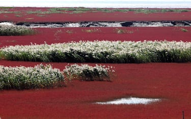 This picture taken on September 30, 2012 shows the Red beach scenic area in Panjin, northeast China's Liaoning province. The beach gets its name from its appearance, which is caused by a type of sea weed that flourishes in the saline-alkali soil.  CHINA OUT     AFP PHOTO        (Photo credit should read AFP/AFP/GettyImages)