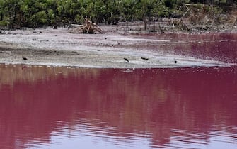 Birds are seen on the shore of the Cerro Lake, formed from a meander of the Paraguay River, during a protest by locals against a nearby tannery which allegedly throws chemical disposals into the lake causing its water to turn pinkish red, in Limpio, 25 km northeast of Asuncion, on August 22, 2020. - According to experts from the National University Multidisciplinary Lab, the colour of the water is due to the presence of heavy metals like iron, chromium, and zinc, among others, commonly used in the tanning process. (Photo by Norberto DUARTE / AFP) (Photo by NORBERTO DUARTE/AFP via Getty Images)
