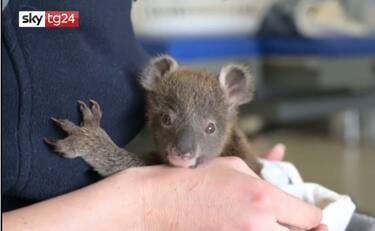 Cucciolo di koala salvato e adottato da uno zoo in Australia. VIDEO