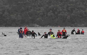 STRAHAN, AUSTRALIA - SEPTEMBER 22: Marine rescue teams attempt to help save hundreds of pilot whales stranded on a sand bar on September 22, 2020 in Strahan, Australia. More than 200 pilot whales are stranded on a sandbank at Macquarie Harbour on the west coast of Tasmania, with rescuers desperately trying to save the whales as more than 90 are feared dead. (Photo by Brodie Weeding/The Advocate - Pool/Getty Images)