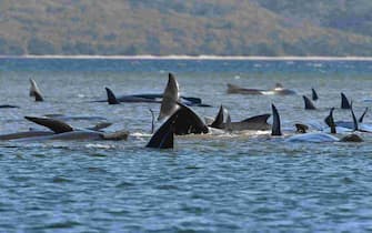 STRAHAN, AUSTRALIA - SEPTEMBER 21: Hundreds of pilot whales are seen stranded on a sand bar on September 21, 2020 in Strahan, Australia. More than 200 pilot whales are stranded on a sandbank at Macquarie Harbour on the west coast of Tasmania, with rescuers desperately trying to save the whales as more than 90 are feared dead. (Photo by The Advocate - Pool/Getty Images)
