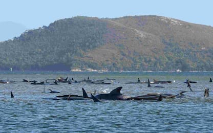 Tasmania, balene spiaggiate: più di 90 morte. FOTO