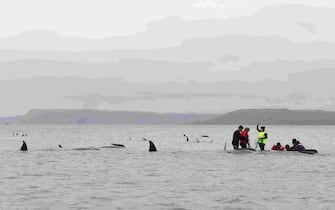 STRAHAN, AUSTRALIA - SEPTEMBER 22: Marine rescue teams attempt to help save hundreds of pilot whales stranded on a sand bar on September 22, 2020 in Strahan, Australia. More than 200 pilot whales are stranded on a sandbank at Macquarie Harbour on the west coast of Tasmania, with rescuers desperately trying to save the whales as more than 90 are feared dead. (Photo by Brodie Weeding/The Advocate - Pool/Getty Images)