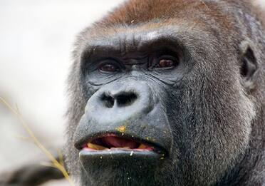 Zoo di Madrid, gorilla attacca guardiana: è grave