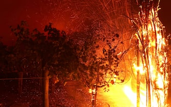 ST. HELENA, CALIFORNIA - SEPTEMBER 27: Embers blow through grapevines as the Glass Fire moves through the area on September 27, 2020 in St. Helena, California. The fast-moving Glass fire has burned over 1,000 acres and has destroyed homes. Much of Northern California is under a red flag warning for high fire danger through Monday evening. (Photo by Justin Sullivan/Getty Images)