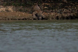 An injured adult male jaguar drinks water along the bank of a river at the Encontros das Aguas Park, in the Porto Jofre region of the Pantanal, near the Transpantaneira park road which crosses the world's largest tropical wetland, in Mato Grosso State, Brazil, on September 15, 2020. - The Pantanal, a region famous for its wildlife, is suffering its worst fires in more than 47 years, destroying vast areas of vegetation and causing death of animals caught in the fire or smoke. (Photo by Mauro Pimentel / AFP) (Photo by MAURO PIMENTEL/AFP via Getty Images)