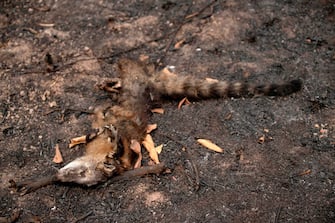 A dead animal lies in a burnt area beside the Transpantaneira park road, wetland of Pantanal in Mato Grosso state, Brazil, on September 16, 2020. - Pantanal is suffering its worst fires in more than 47 years, destroying vast areas of vegetation and causing death of animals caught in the fire or smoke. (Photo by Mauro Pimentel / AFP) (Photo by MAURO PIMENTEL/AFP via Getty Images)