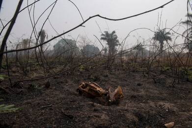 Brasile, Amazzonia inserita nel Guinness per deforestazione
