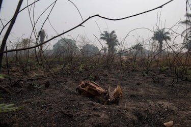 The remains of an animal are seen surrounded of burnt vegetation at the Transpantaneira park road, in the Pantanal wetlands, Mato Grosso state, Brazil, on September 16, 2020. - Pantanal is suffering its worst fires in more than 47 years, destroying vast areas of vegetation and causing death of animals caught in the fire or smoke. (Photo by Mauro Pimentel / AFP) (Photo by MAURO PIMENTEL/AFP via Getty Images)