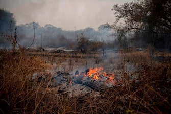 A tree on fire is seen at the wetland of Pantanal, Transpantaneira park road in Mato Grosso state, Brazil, on September 17, 2020. - Pantanal is suffering its worst fires in more than 47 years, destroying vast areas of vegetation and causing the death of animals caught in the fire or smoke. (Photo by MAURO PIMENTEL / AFP) (Photo by MAURO PIMENTEL/AFP via Getty Images)