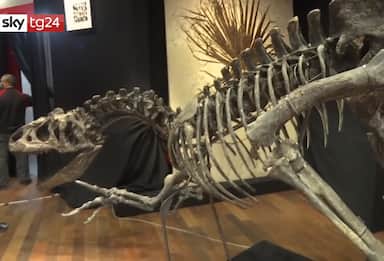 Francia, scheletro di allosauro venduto all'asta per 2,5 milioni VIDEO