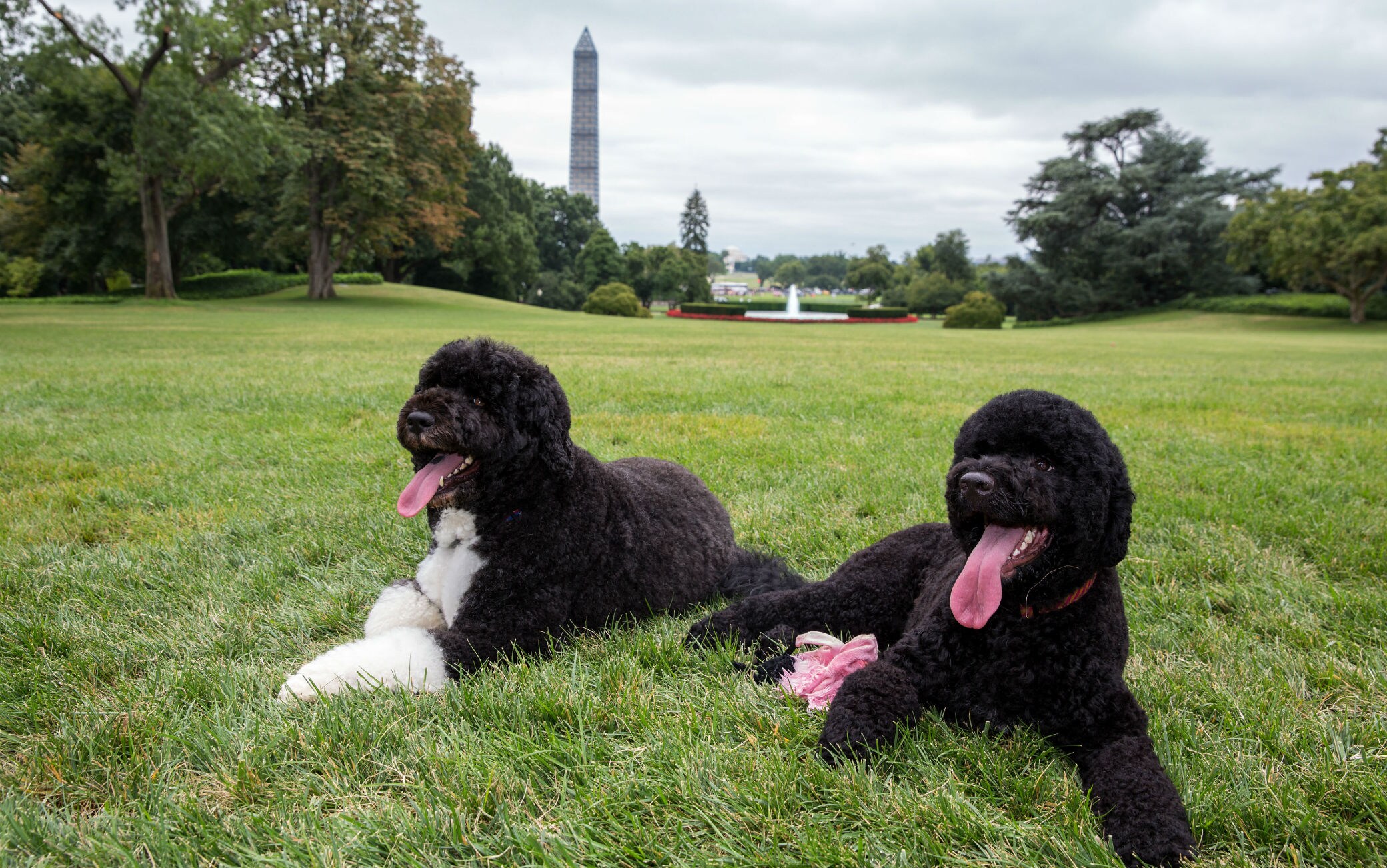Bo e Sunny, i cani della famiglia Obama Cani famiglia Obama