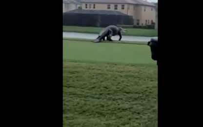 Usa, alligatore stile Jurassic Park in campo da golf in Florida. VIDEO