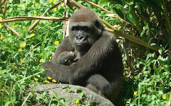epa08788821 A handout photo made available by Taipei Zoo shows female gorilla Tayari cuddling its baby at Taipei Zoo in Taipei, Taiwan, 31 October 2020. Apeneul Primate Park in the Netherlands sent Tayari to Taipei Zoo under a European conservation programme in 2019. Tayari  mated with male gorilla D'jeeco  at Taipei Zoo and gave birth to a baby on 31 October 2020.  EPA/TAIPEI ZOO / HANDOUT  HANDOUT EDITORIAL USE ONLY/NO SALES