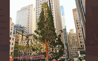 N.Y., l’albero di Natale del Rockefeller Center somiglia a Spelacchio