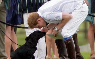 ASCOT, UNITED KINGDOM - MAY 13: (EMBARGOED FOR PUBLICATION IN UK NEWSPAPERS UNTIL 48 HOURS AFTER CREATE DATE AND TIME) Prince Harry plays with Prince William's and Catherine, Duchess of Cambridge's dog 'Lupo' after playing in the Audi Polo Challenge charity polo match, at Coworth Park Polo Club on May 13, 2012 in Ascot, England. (Photo by Indigo/Getty Images)